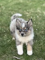 Danny, a male Pomsky for sale in Shipshewana, IN – Photo 1 of 4