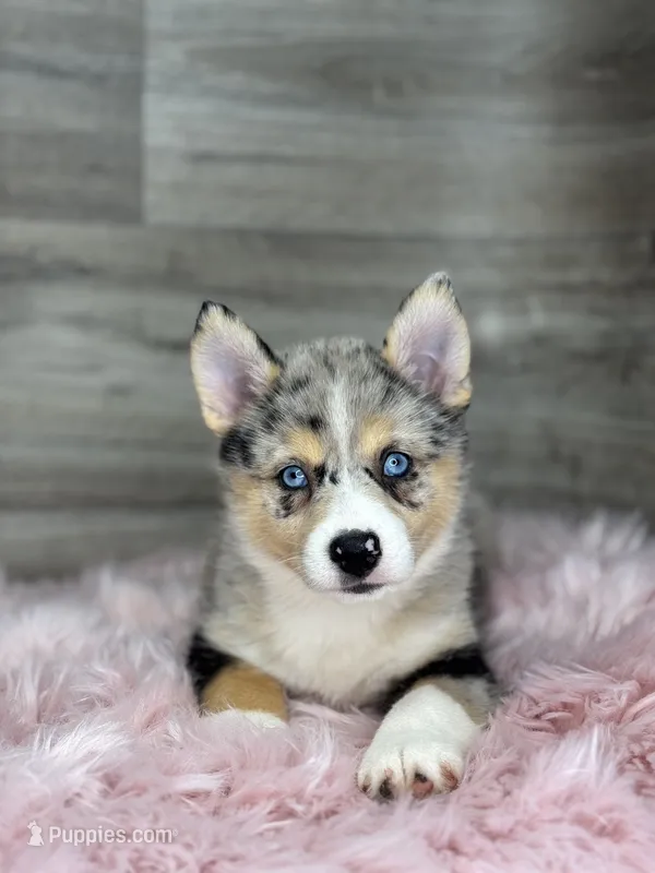 Emma – Pomsky puppy for sale in Shipshewana, IN