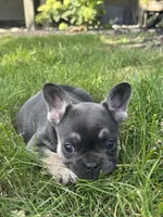 Khloe, a female French Bulldog for sale in Shipshewana, IN – 2 of 3