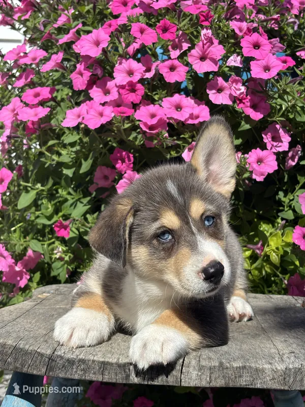 Rip – Pembroke Welsh Corgi, Siberian Husky puppy for sale in Shipshewana, IN