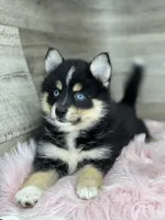 Sophia, a female Pomsky for sale in Shipshewana, IN – 2 of 3
