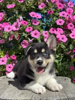 Rick, a male Pembroke Welsh Corgi and Siberian Husky for sale in Shipshewana, IN – 3 of 3