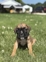 Monika, a male Boxer for sale in Shipshewana, IN – 3 of 3