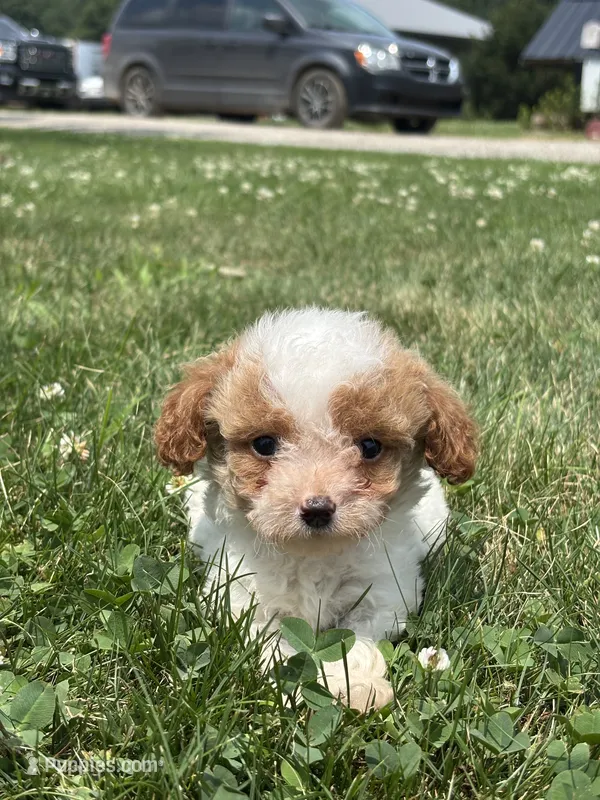 Ryan F1BB – Miniature Goldendoodle puppy for sale in Shipshewana, IN