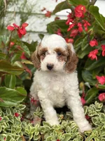 Griffin F1B, a male Miniature Goldendoodle for sale in Shipshewana, IN – 1 of 3