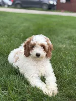 Griffin F1B, a male Miniature Goldendoodle for sale in Shipshewana, IN – 2 of 6