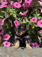 Luna Yorkie-Pom, a female Pomeranian and Yorkshire Terrier for sale in Shipshewana, IN – 2 of 3