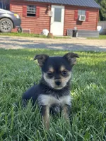 Leonora Yorkie-Pom, a female Pomeranian and Yorkshire Terrier for sale in Shipshewana, IN – 2 of 3