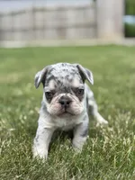 Oliver, a male French Bulldog for sale in Shipshewana, IN – 3 of 3