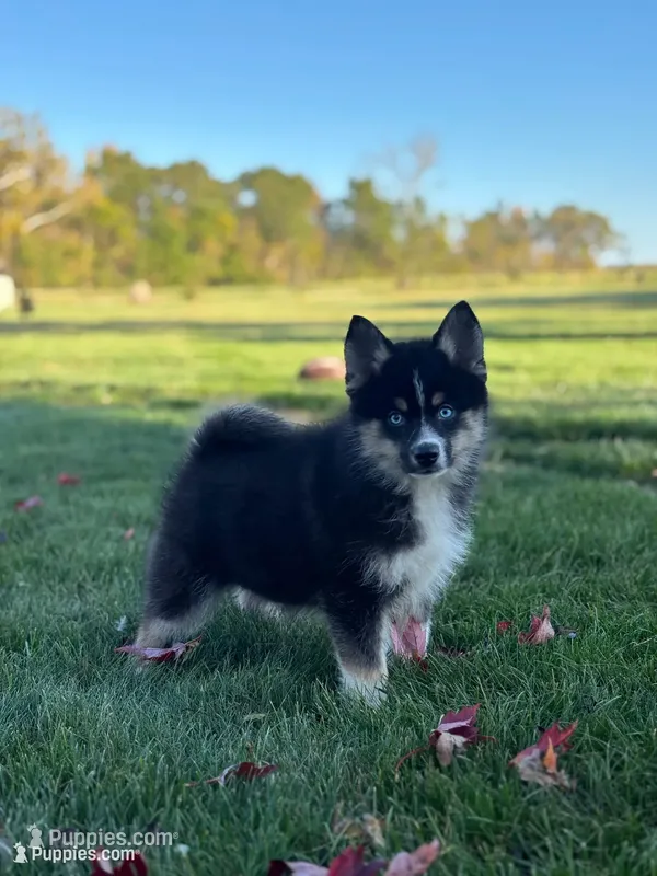 Silas – Pomsky puppy for sale in Shipshewana, IN
