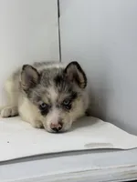 Travis F2, a male Pomsky for sale in Goshen, IN – Photo 3 of 3