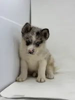 Travis F2, a male Pomsky for sale in Goshen, IN – Photo 2 of 3