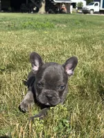 Randy, a male French Bulldog for sale in Shipshewana, IN – 2 of 3
