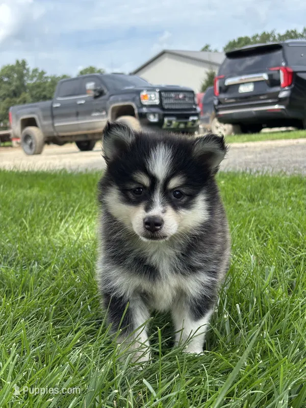 Donald – Pomsky puppy for sale in Shipshewana, IN