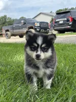 Donald, a male Pomsky for sale in Shipshewana, IN – 1 of 3