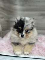 Stetson, a male Pomsky for sale in Shipshewana, IN – 3 of 3