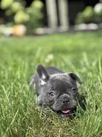 Stella, a female French Bulldog for sale in Shipshewana, IN – 3 of 3
