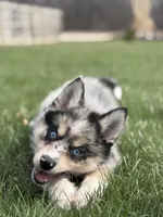 Dean, a male Pomsky for sale in Shipshewana, IN – Photo 1 of 4