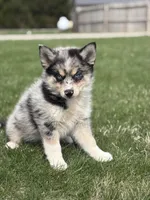 Dean, a male Pomsky for sale in Shipshewana, IN – Photo 4 of 4
