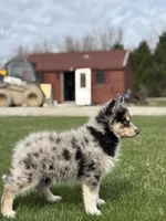 Dean, a male Pomsky for sale in Shipshewana, IN – Photo 2 of 4