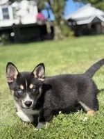 River, a female Pembroke Welsh Corgi and Siberian Husky for sale in Shipshewana, IN – 2 of 3