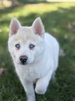 Milo, a male Pomsky for sale in Shipshewana, IN – 4 of 7