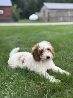 Griffin F1B, a male Miniature Goldendoodle for sale in Shipshewana, IN – 3 of 6