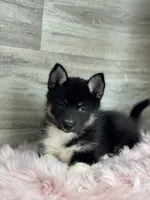 Emery, a female Pomsky for sale in Shipshewana, IN – 3 of 3