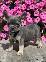 Ryder, a male French Bulldog for sale in Shipshewana, IN – 4 of 4