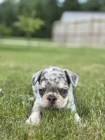 Oliver, a male French Bulldog for sale in Shipshewana, IN – 2 of 3