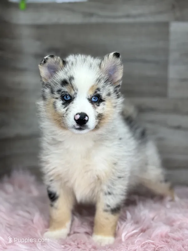Scarlet – Pomsky puppy for sale in Shipshewana, IN