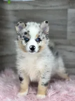 Scarlet, a female Pomsky for sale in Shipshewana, IN – 1 of 3