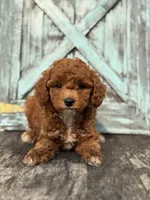 Flora F1B, a male Miniature Goldendoodle for sale in Shipshewana, IN – 3 of 3