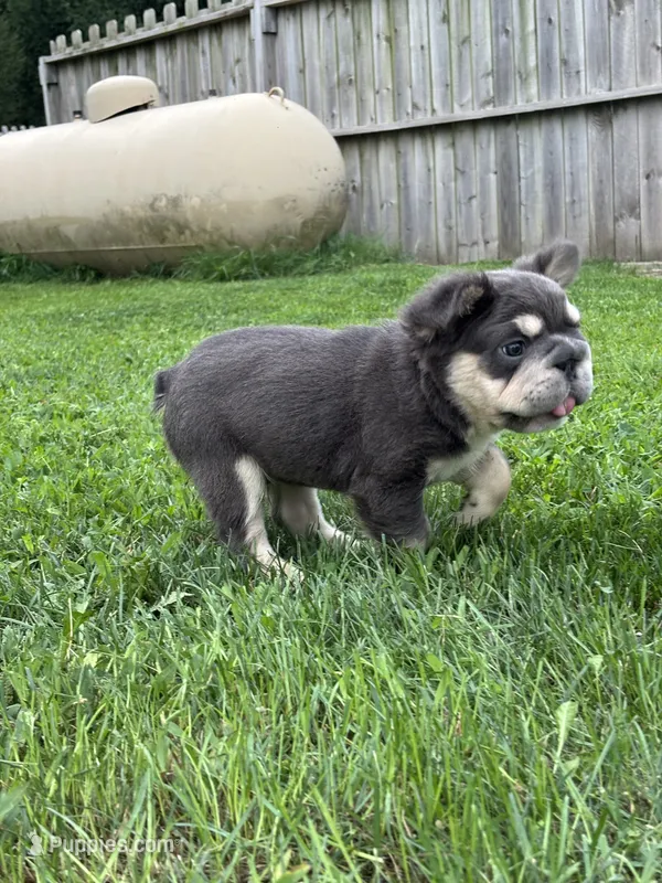 Mason – French Bulldog puppy for sale in Shipshewana, IN