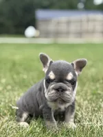 Madeline, a male French Bulldog for sale in Shipshewana, IN – 3 of 3