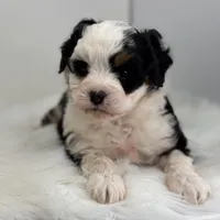 Lacy, a female Miniature Bernedoodle for sale in Shipshewana, IN – Photo 1 of 5