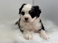 Lacy, a female Miniature Bernedoodle for sale in Goshen, IN – Photo 1 of 5