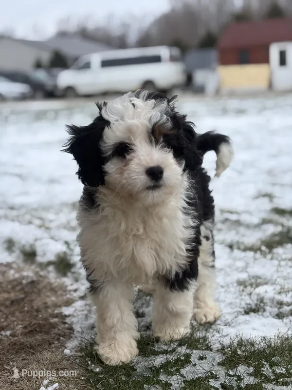 Lacy – Miniature Bernedoodle puppy for sale in Shipshewana, IN