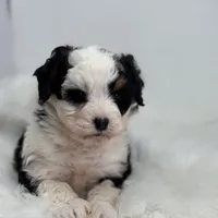 Lacy, a female Miniature Bernedoodle for sale in Shipshewana, IN – Photo 3 of 5