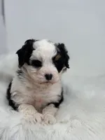 Lacy, a female Miniature Bernedoodle for sale in Goshen, IN – Photo 3 of 5