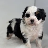 Lacy, a female Miniature Bernedoodle for sale in Shipshewana, IN – Photo 2 of 5