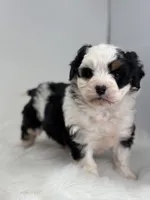 Lacy, a female Miniature Bernedoodle for sale in Goshen, IN – Photo 2 of 5