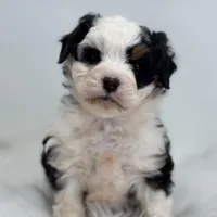 Lacy, a female Miniature Bernedoodle for sale in Shipshewana, IN – Photo 4 of 5