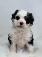 Lacy, a female Miniature Bernedoodle for sale in Goshen, IN – Photo 4 of 5