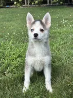 Saint, a male Pomsky for sale in Shipshewana, IN – 2 of 6