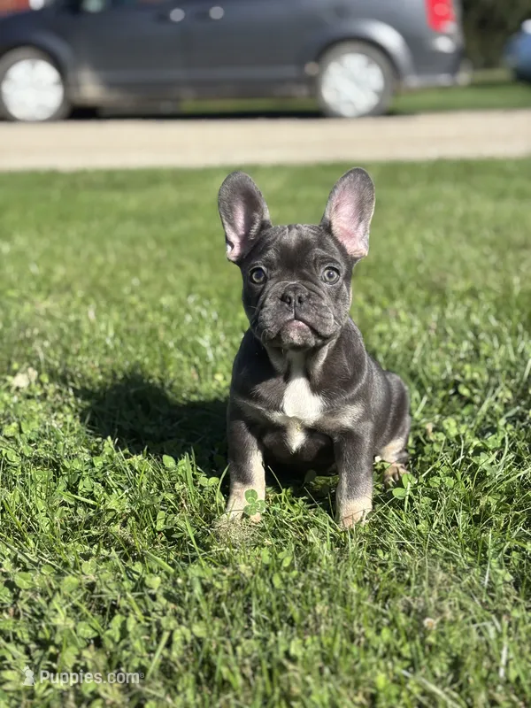 Kayla – French Bulldog puppy for sale in Shipshewana, IN