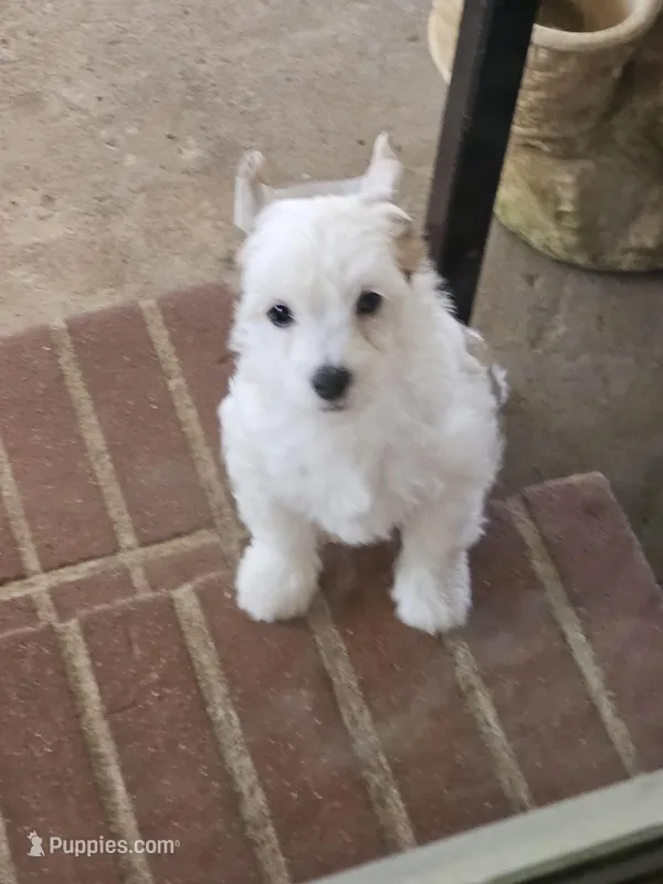 Levin – Chinese Crested puppy for sale in Milton, GA