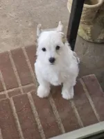 Levin, a male Chinese Crested for sale in Milton, GA – Photo 1 of 5