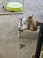 Levin, a male Chinese Crested for sale in Milton, GA – Photo 2 of 5