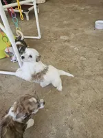 Levin, a male Chinese Crested for sale in Milton, GA – Photo 3 of 5